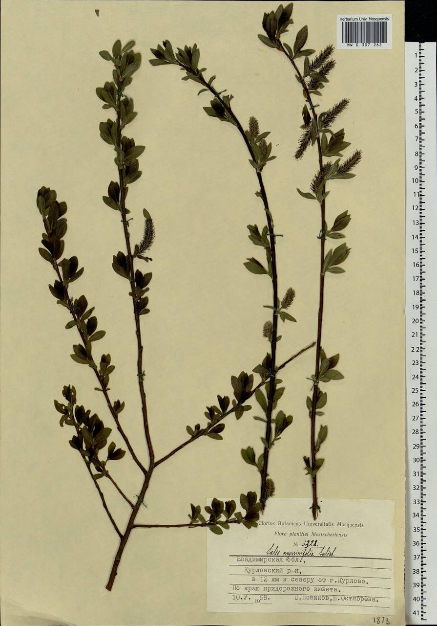 Salix myrsinifolia Salisb., Eastern Europe, Central region (E4) (Russia)