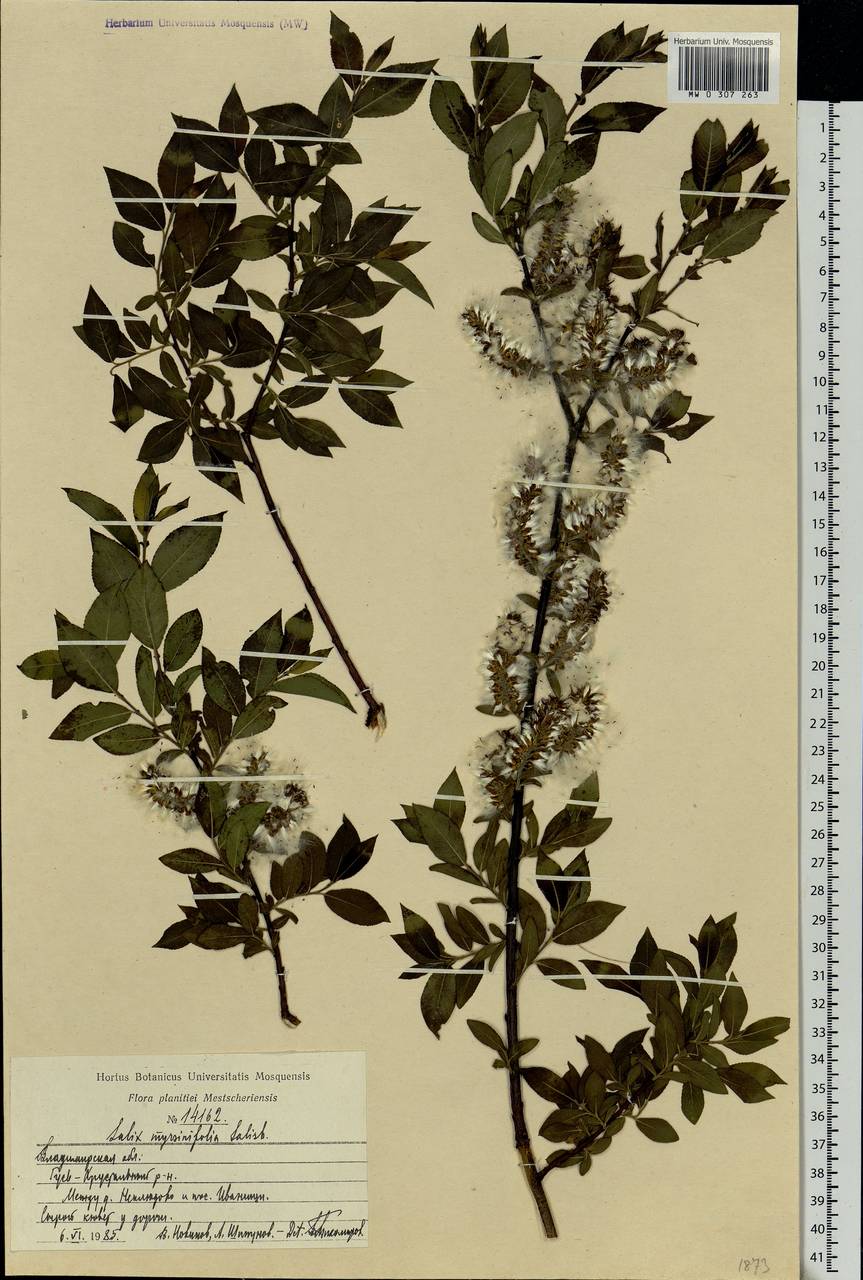 Salix myrsinifolia Salisb., Eastern Europe, Central region (E4) (Russia)