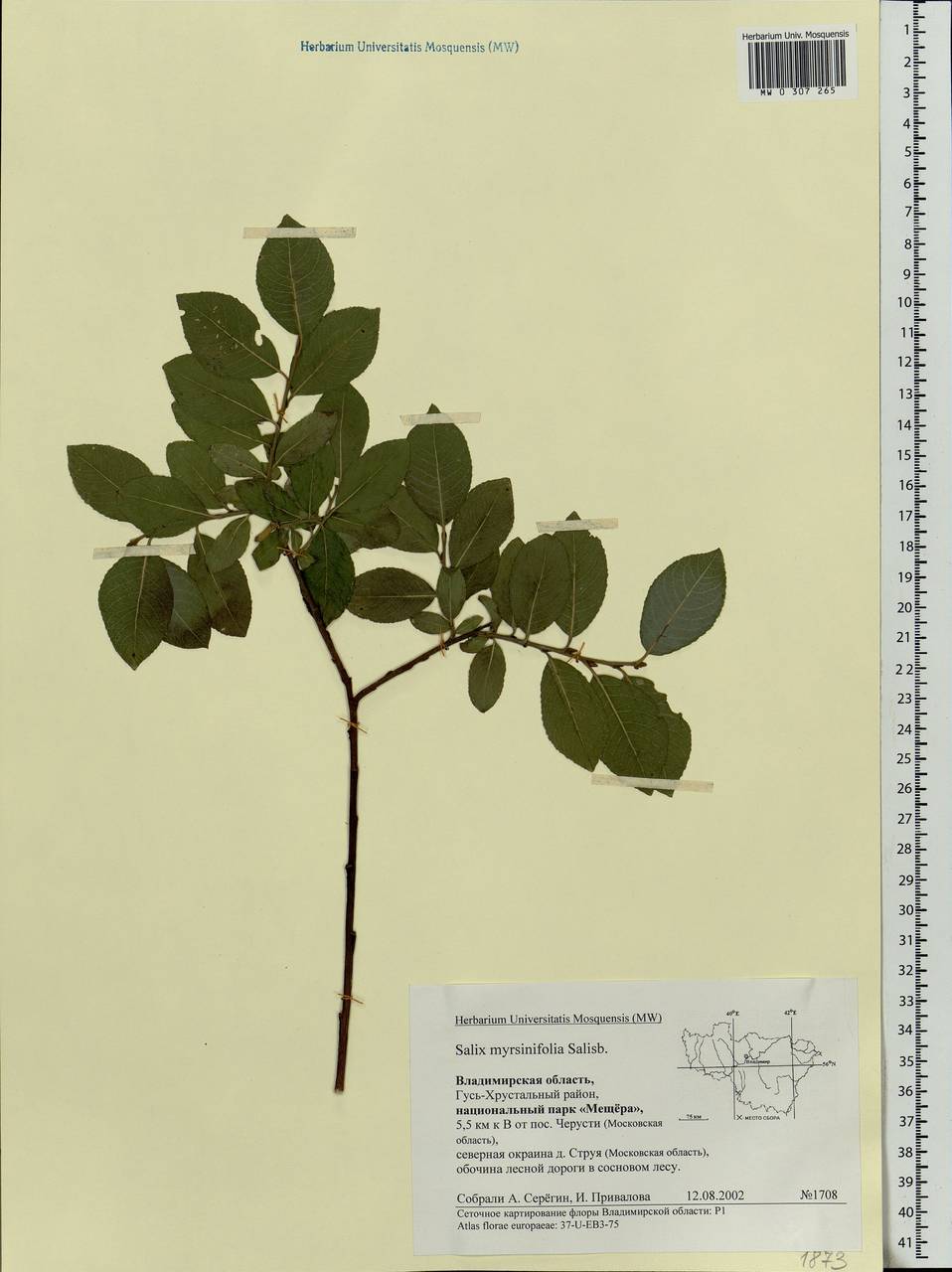 Salix myrsinifolia, Eastern Europe, Central region (E4) (Russia)