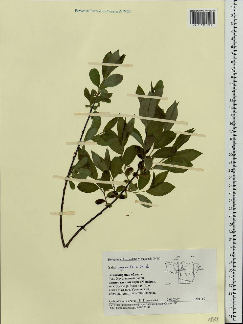 Salix myrsinifolia Salisb., Eastern Europe, Central region (E4) (Russia)