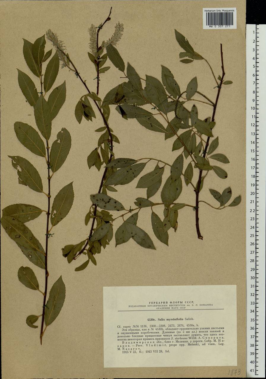 Salix myrsinifolia, Eastern Europe, Central region (E4) (Russia)