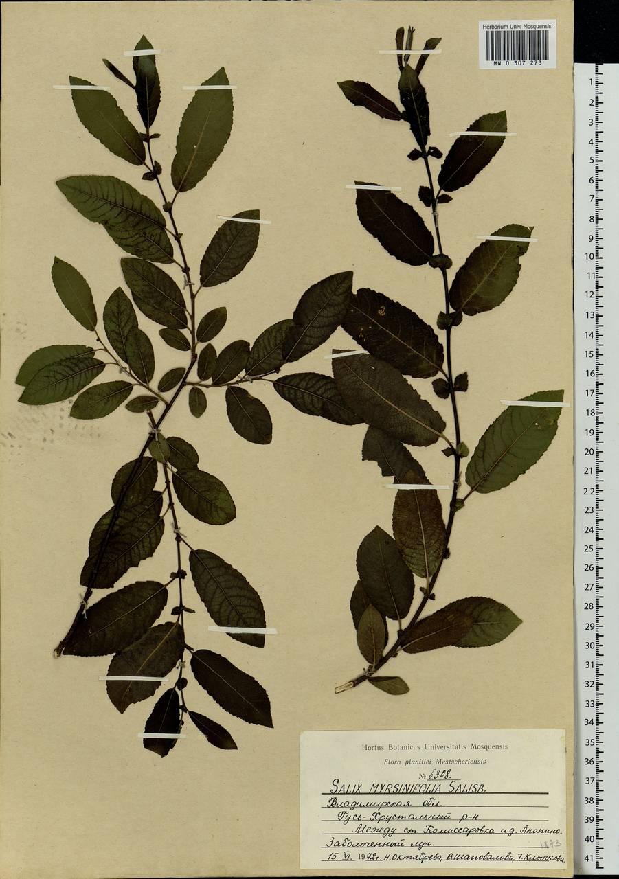 Salix myrsinifolia Salisb., Eastern Europe, Central region (E4) (Russia)