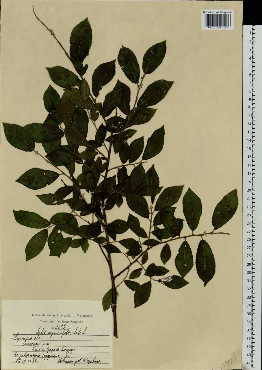 Salix myrsinifolia, Eastern Europe, Central region (E4) (Russia)