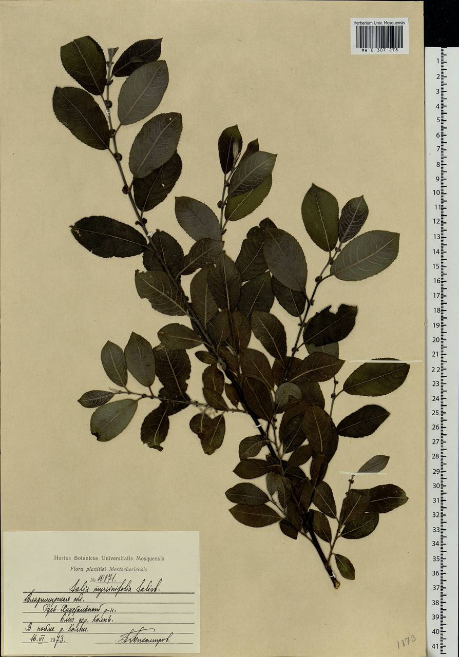 Salix myrsinifolia, Eastern Europe, Central region (E4) (Russia)