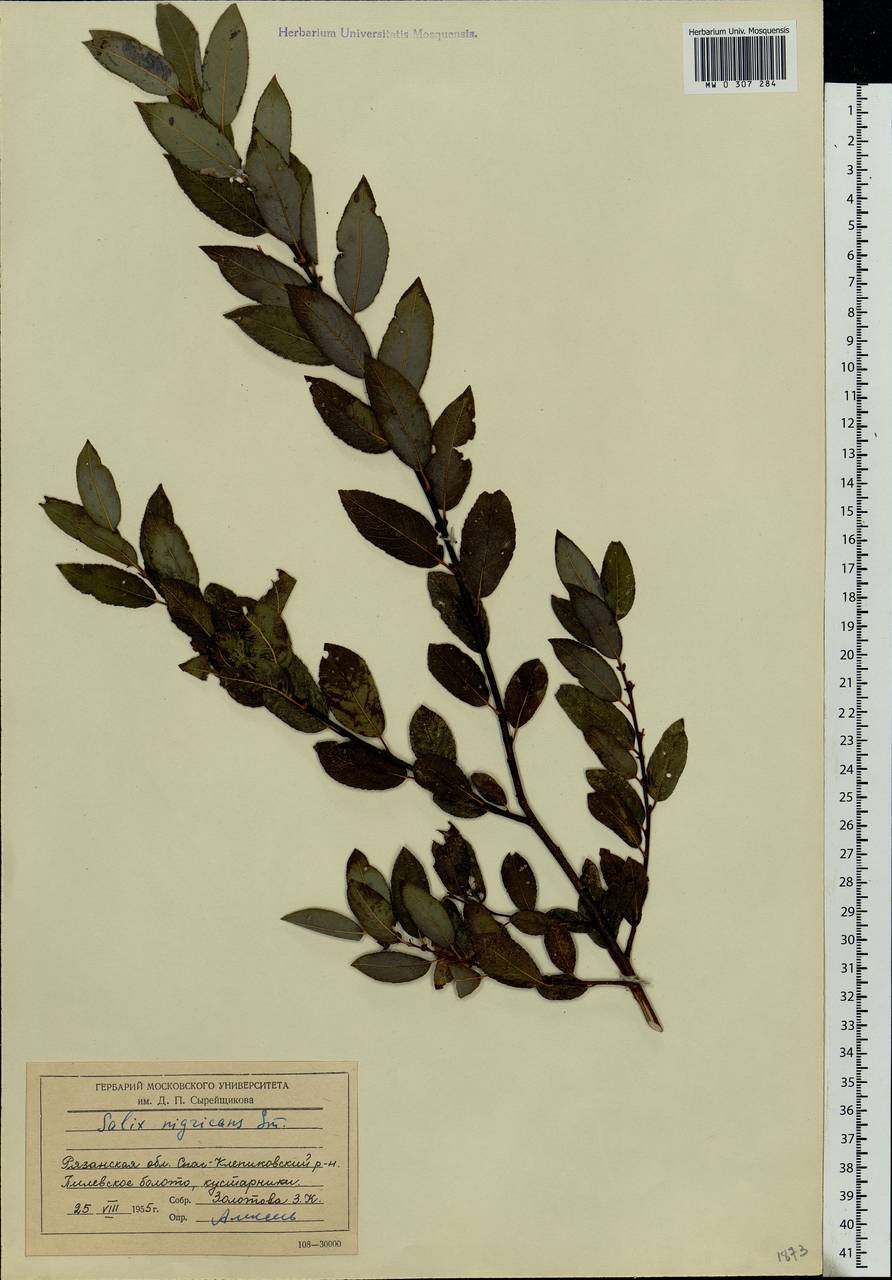 Salix myrsinifolia Salisb., Eastern Europe, Central region (E4) (Russia)