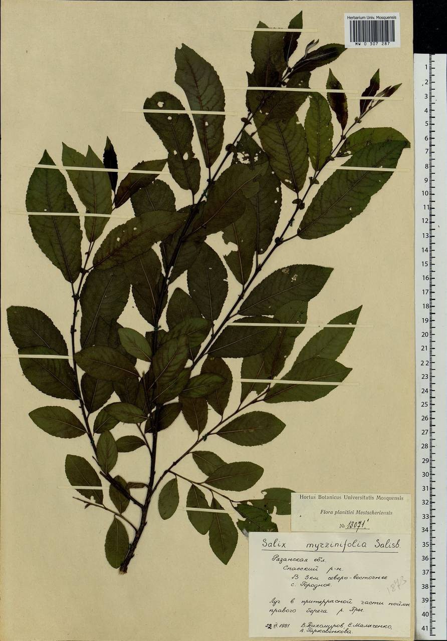 Salix myrsinifolia Salisb., Eastern Europe, Central region (E4) (Russia)