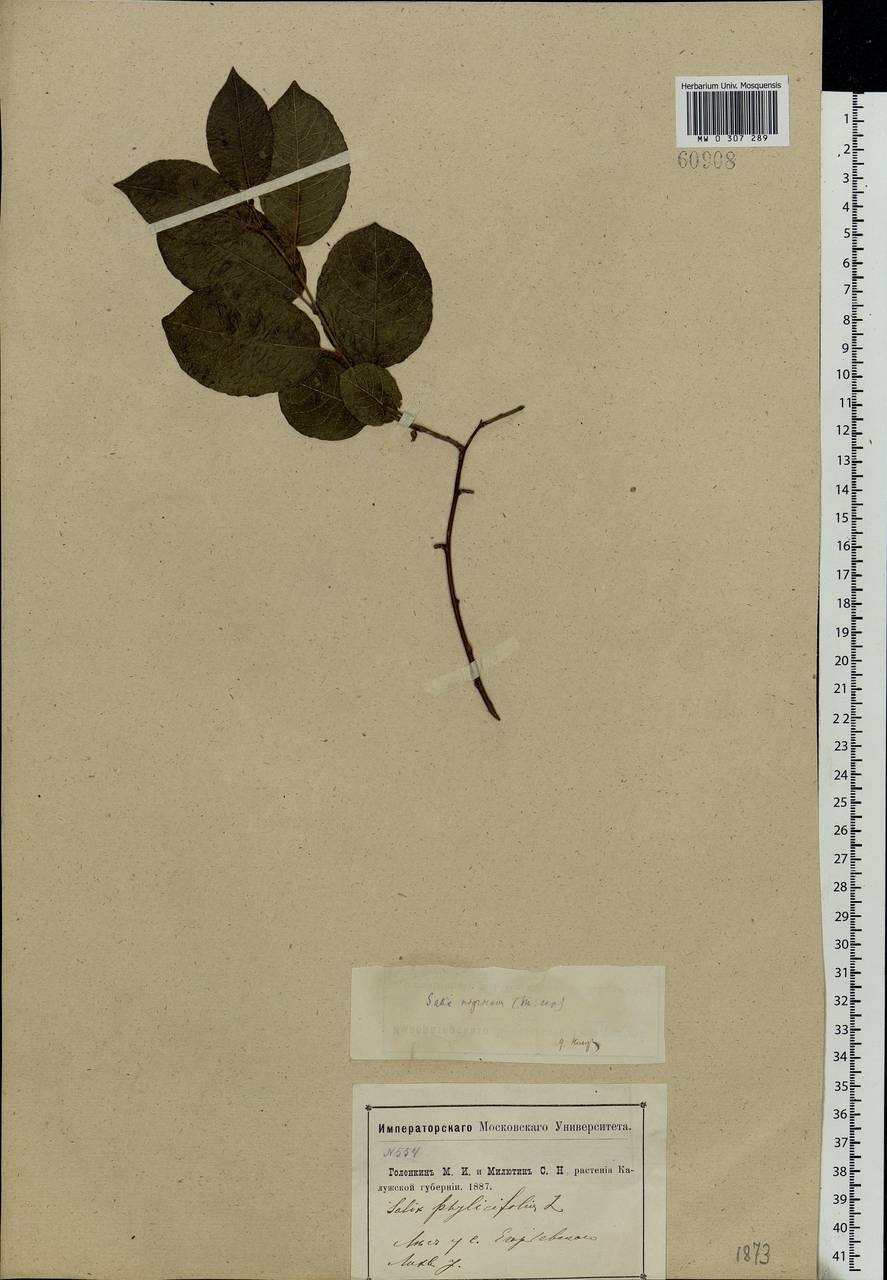 Salix myrsinifolia Salisb., Eastern Europe, Central region (E4) (Russia)