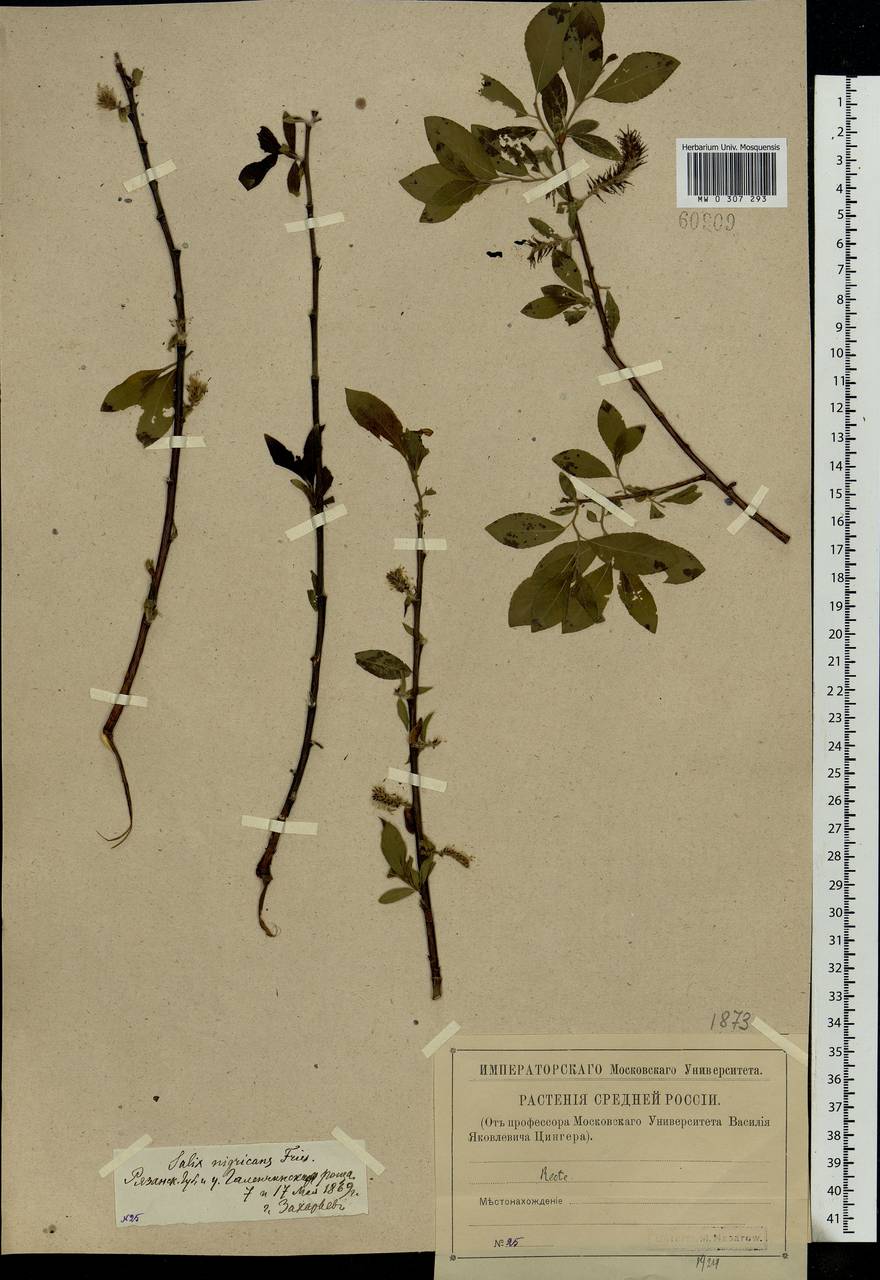 Salix myrsinifolia, Eastern Europe, Central region (E4) (Russia)