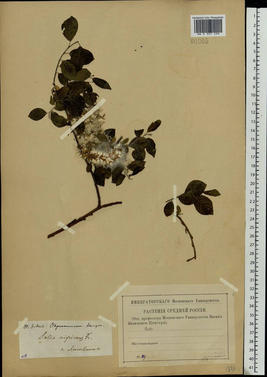 Salix myrsinifolia Salisb., Eastern Europe, Central region (E4) (Russia)