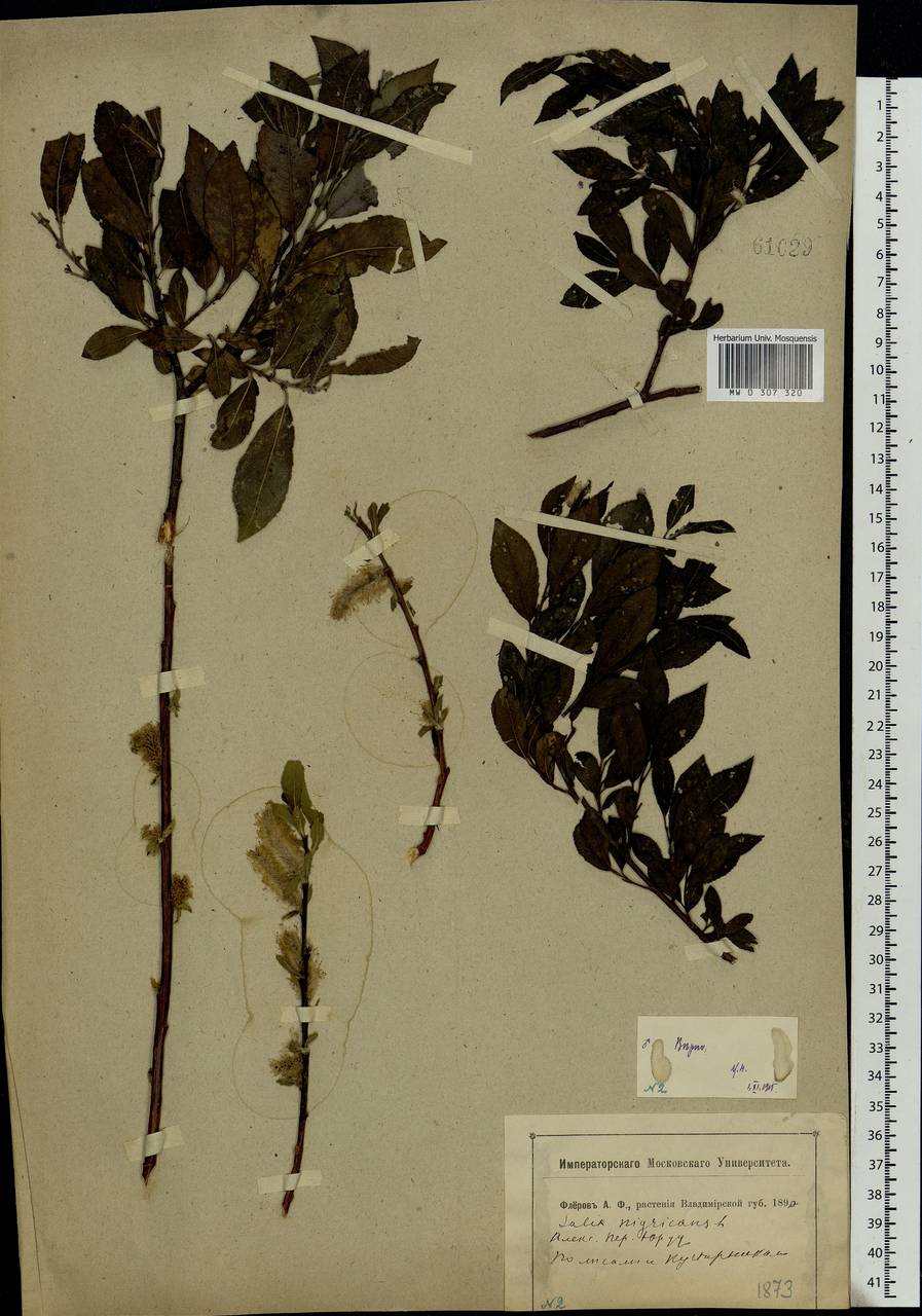 Salix myrsinifolia, Eastern Europe, Central region (E4) (Russia)