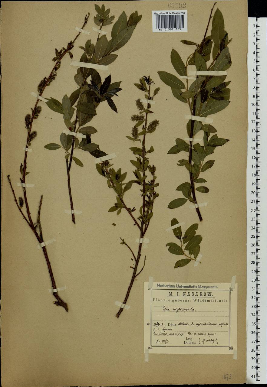 Salix myrsinifolia, Eastern Europe, Central region (E4) (Russia)