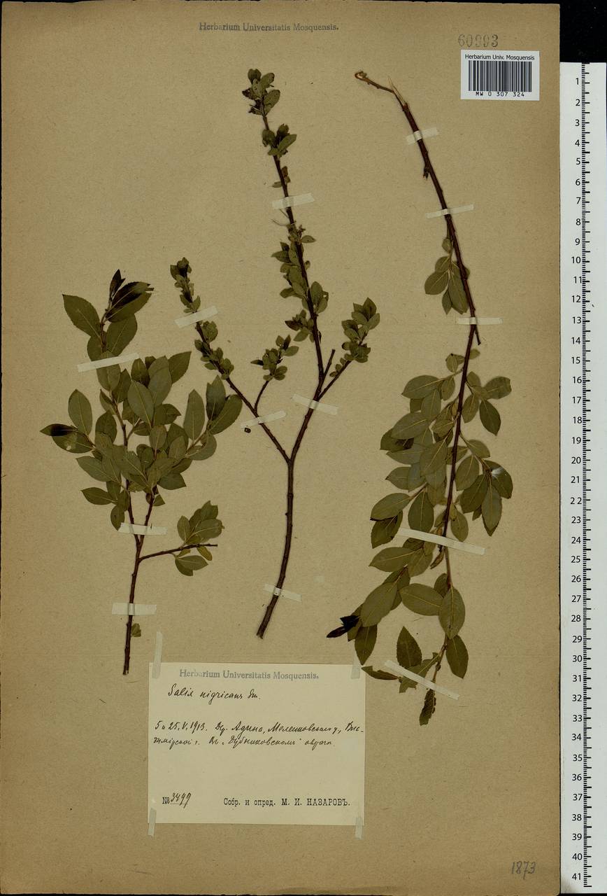 Salix myrsinifolia, Eastern Europe, Central region (E4) (Russia)