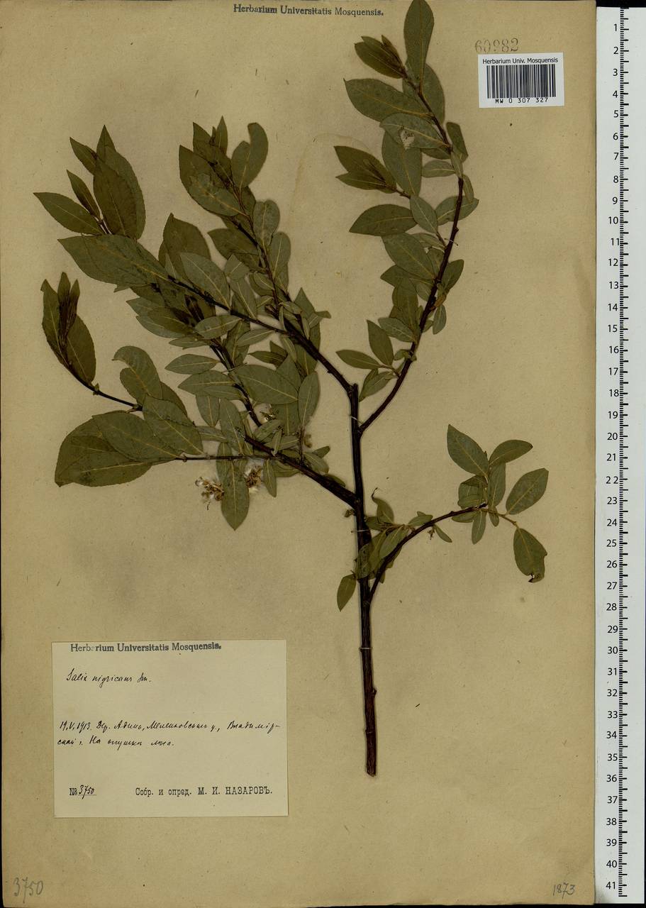 Salix myrsinifolia, Eastern Europe, Central region (E4) (Russia)