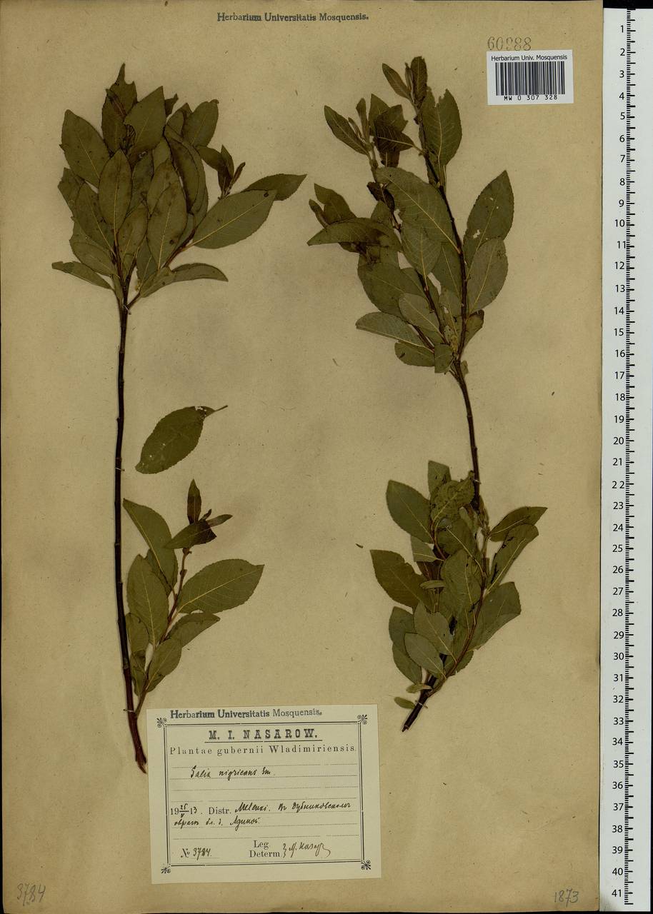 Salix myrsinifolia, Eastern Europe, Central region (E4) (Russia)