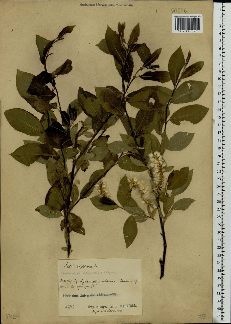 Salix myrsinifolia, Eastern Europe, Central region (E4) (Russia)