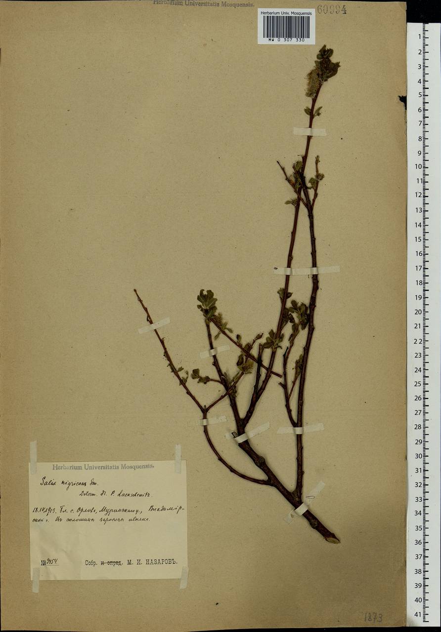 Salix myrsinifolia Salisb., Eastern Europe, Central region (E4) (Russia)