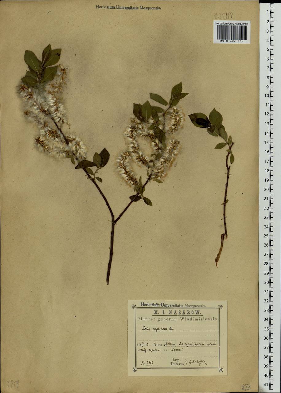 Salix myrsinifolia, Eastern Europe, Central region (E4) (Russia)