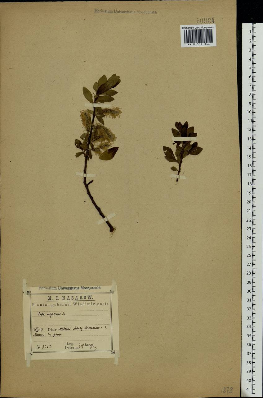Salix myrsinifolia Salisb., Eastern Europe, Central region (E4) (Russia)