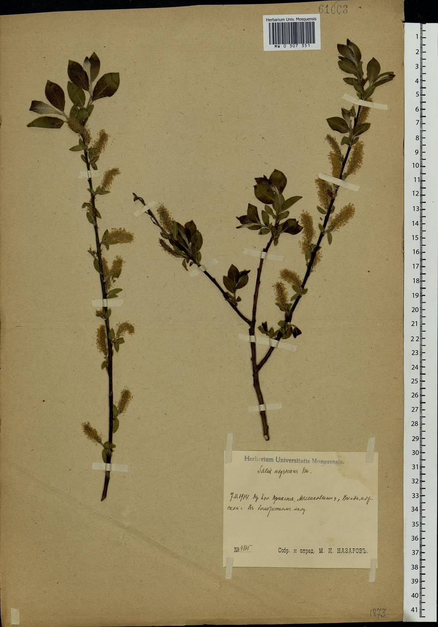 Salix myrsinifolia Salisb., Eastern Europe, Central region (E4) (Russia)