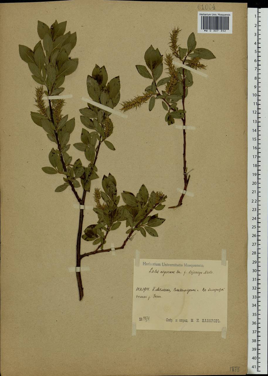 Salix myrsinifolia Salisb., Eastern Europe, Central region (E4) (Russia)