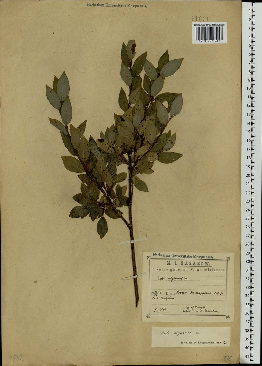 Salix myrsinifolia Salisb., Eastern Europe, Central region (E4) (Russia)