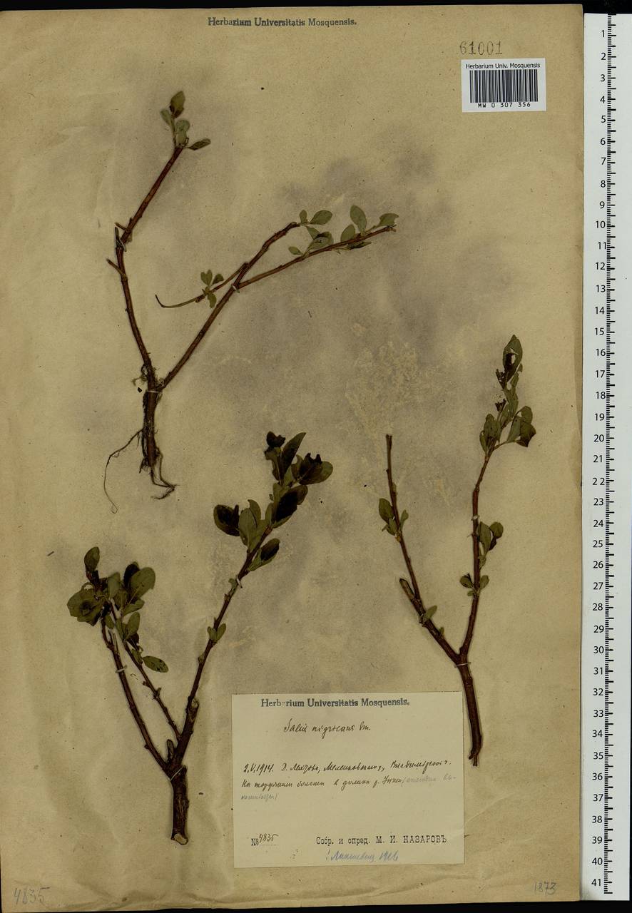 Salix myrsinifolia Salisb., Eastern Europe, Central region (E4) (Russia)