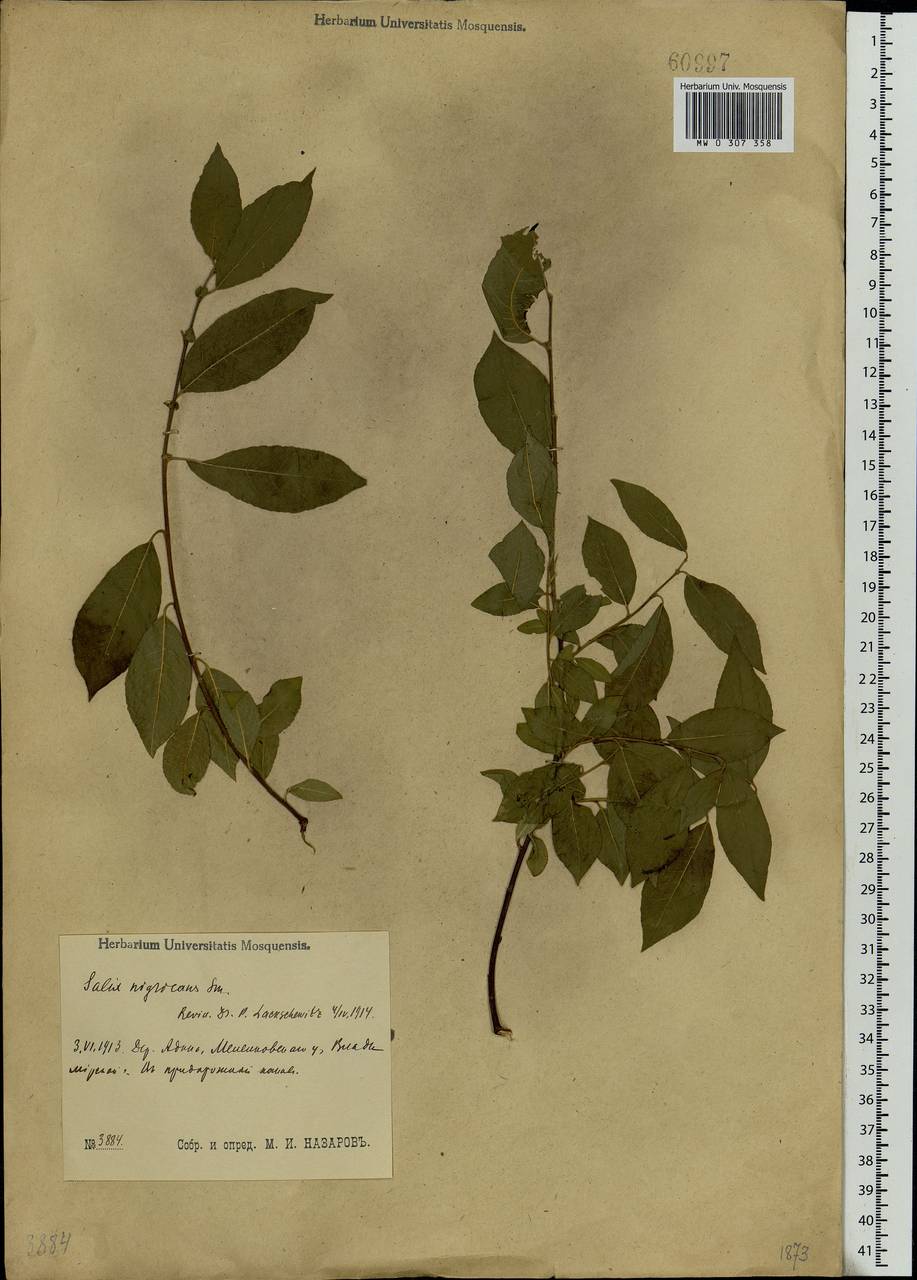 Salix myrsinifolia, Eastern Europe, Central region (E4) (Russia)