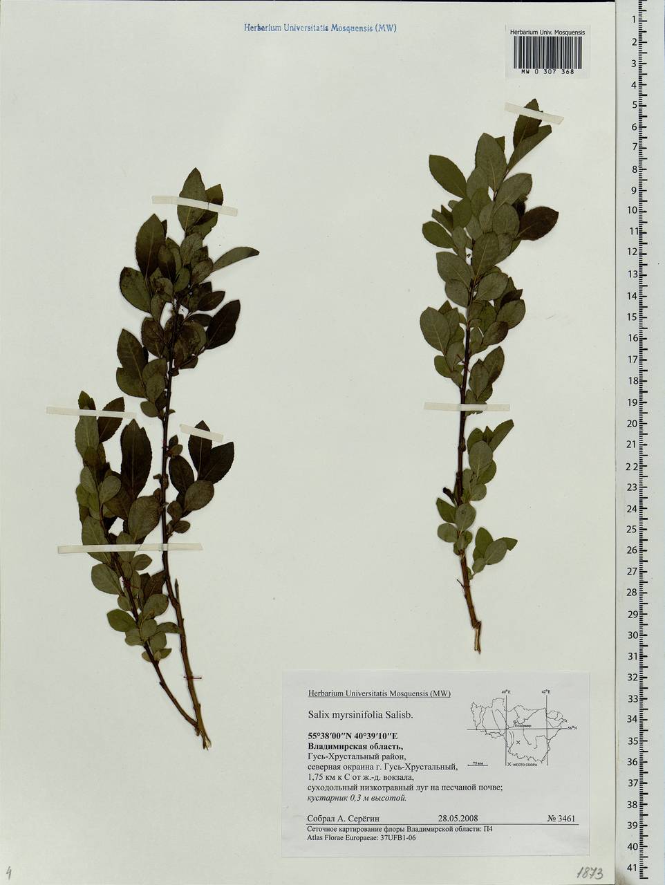 Salix myrsinifolia Salisb., Eastern Europe, Central region (E4) (Russia)