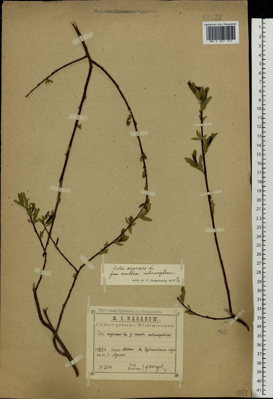 Salix myrsinifolia Salisb., Eastern Europe, Central region (E4) (Russia)