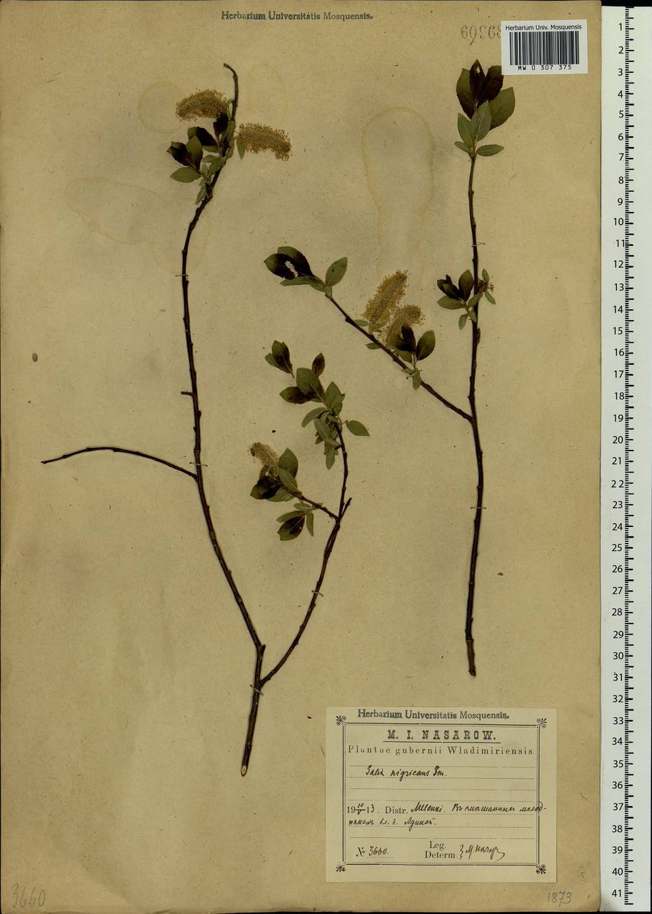 Salix myrsinifolia Salisb., Eastern Europe, Central region (E4) (Russia)