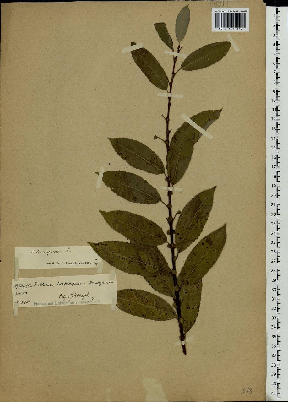Salix myrsinifolia Salisb., Eastern Europe, Central region (E4) (Russia)