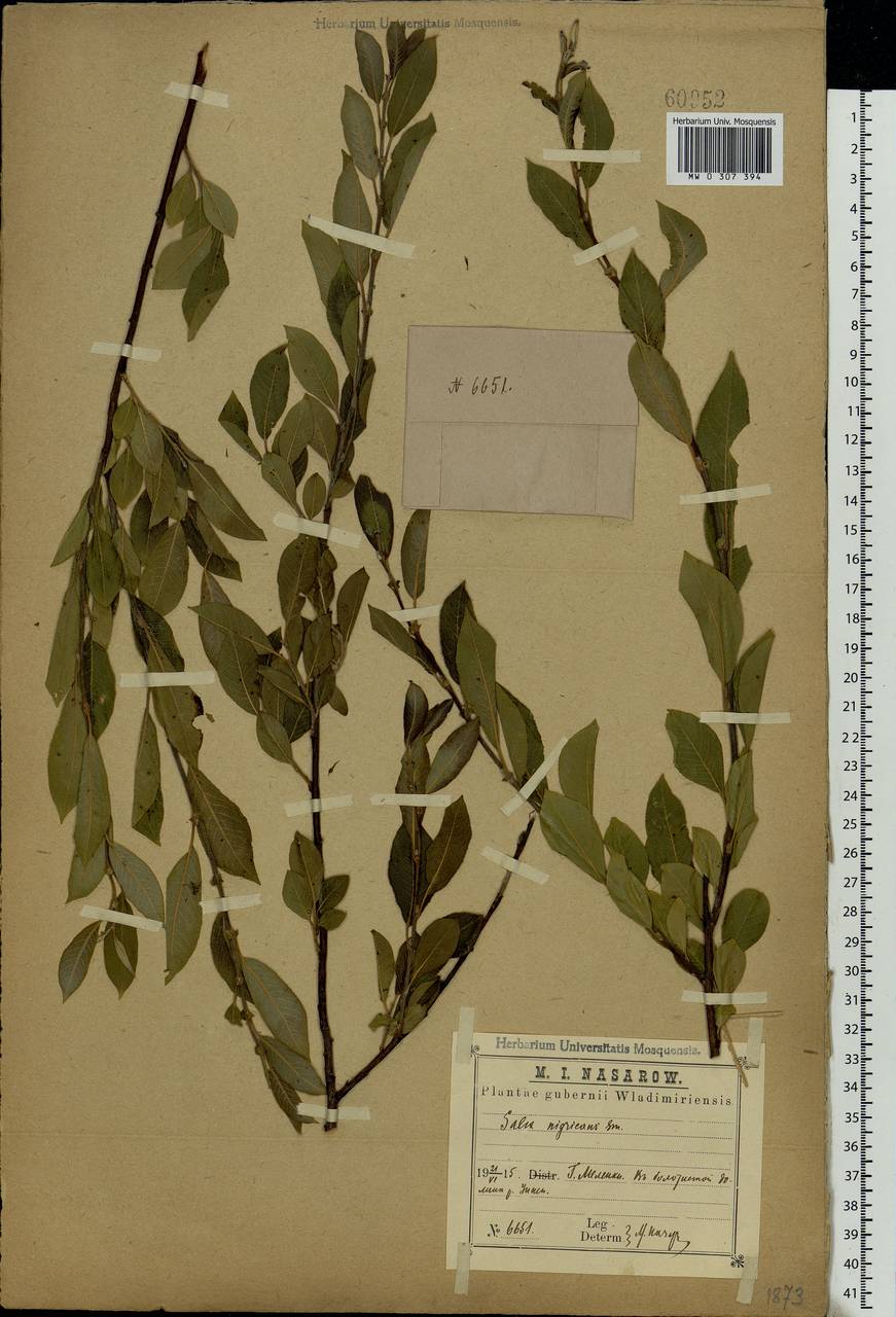 Salix myrsinifolia, Eastern Europe, Central region (E4) (Russia)