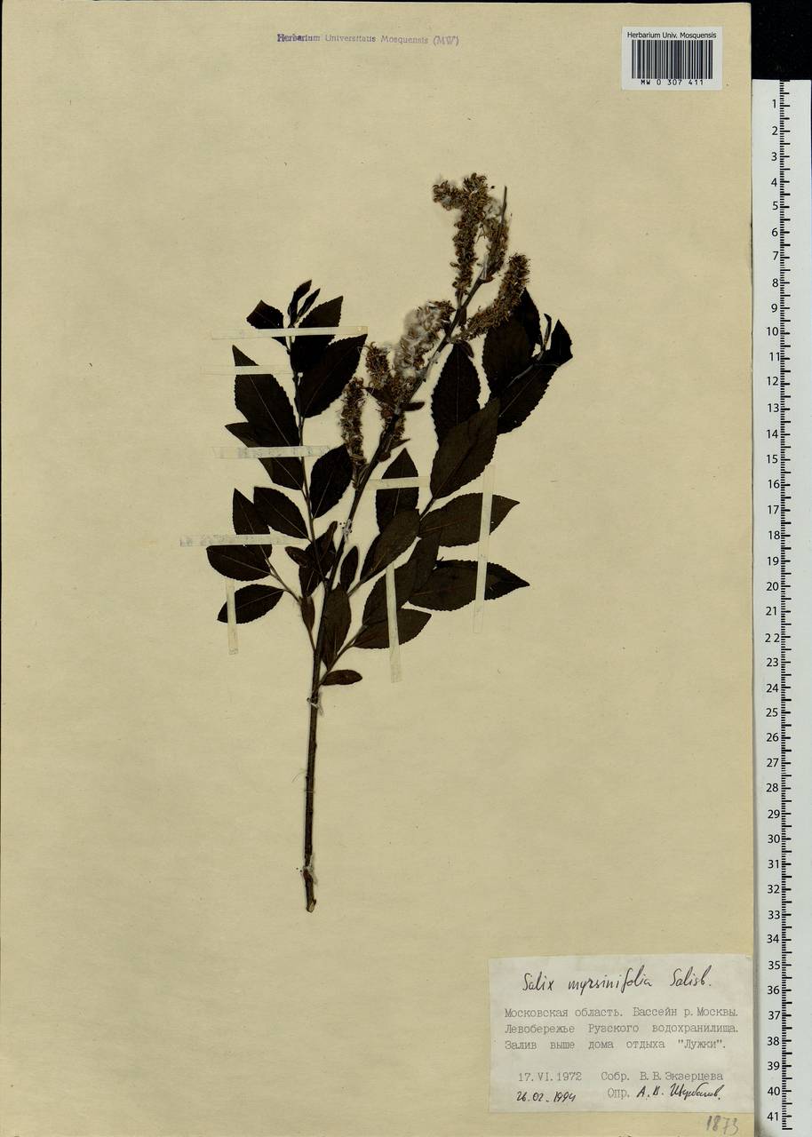 Salix myrsinifolia, Eastern Europe, Moscow region (E4a) (Russia)