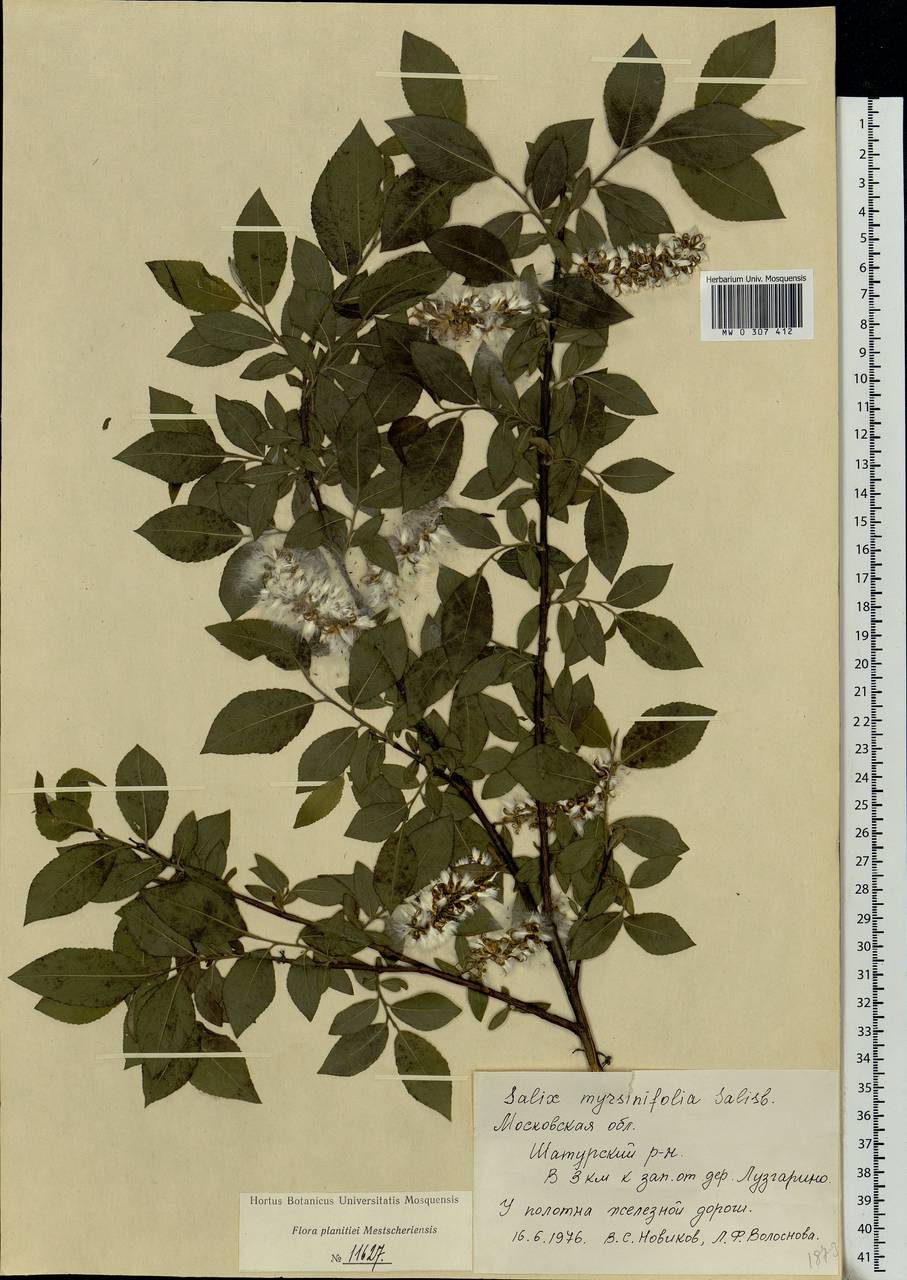 Salix myrsinifolia, Eastern Europe, Moscow region (E4a) (Russia)