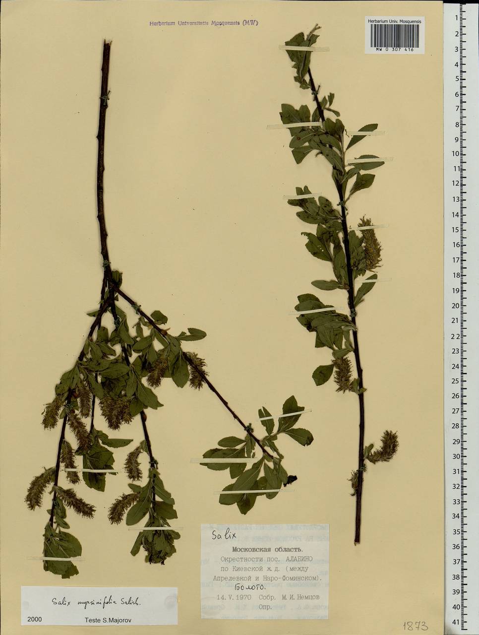 Salix myrsinifolia Salisb., Eastern Europe, Moscow region (E4a) (Russia)