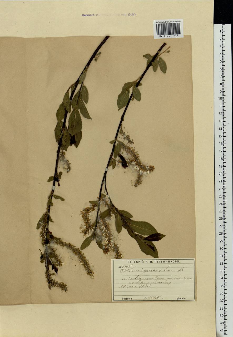 Salix myrsinifolia, Eastern Europe, Moscow region (E4a) (Russia)
