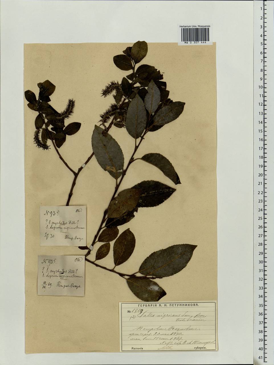 Salix myrsinifolia, Eastern Europe, Moscow region (E4a) (Russia)