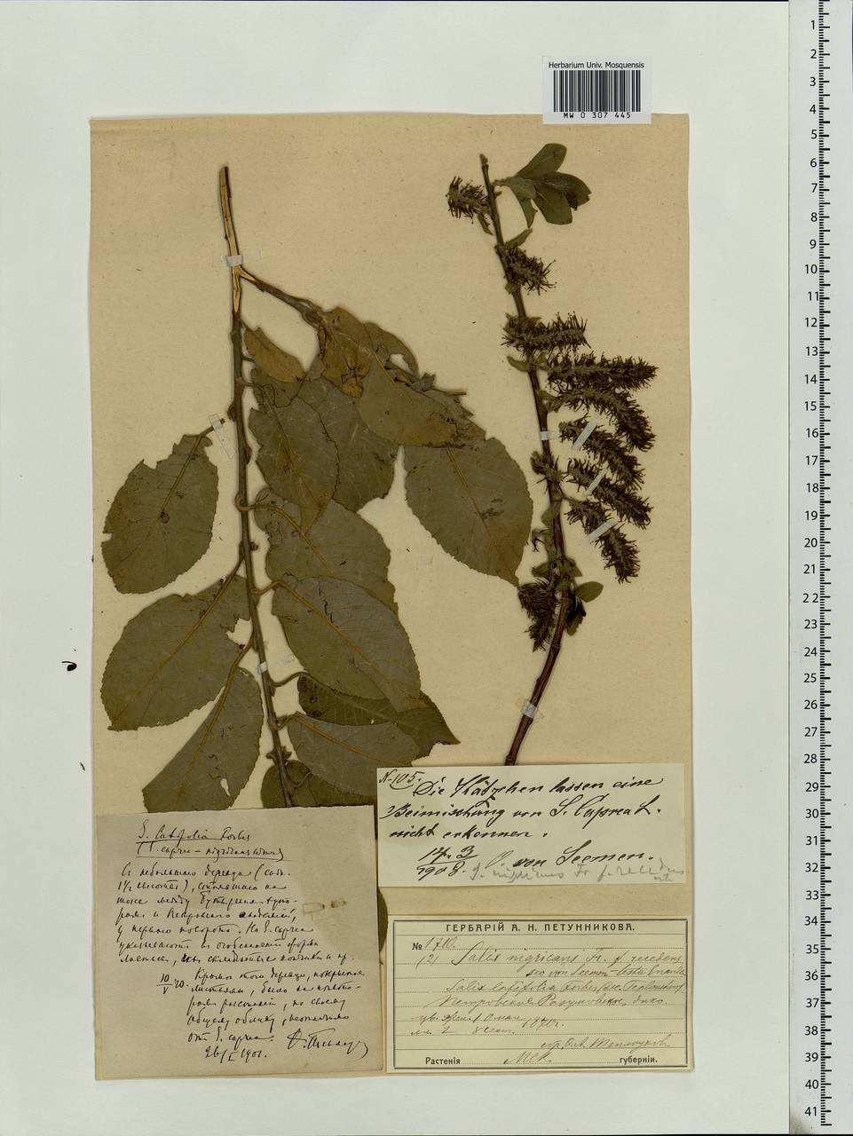 Salix myrsinifolia Salisb., Eastern Europe, Moscow region (E4a) (Russia)