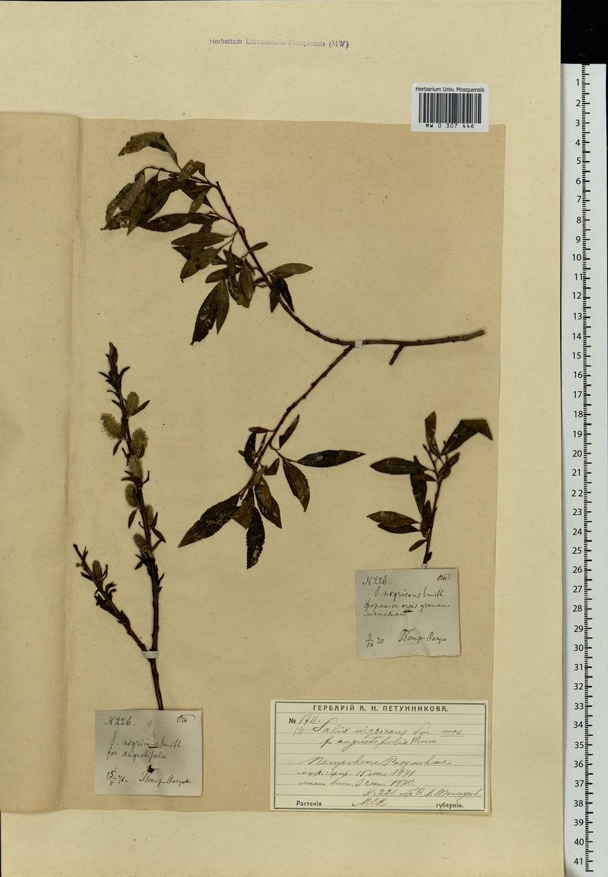 Salix myrsinifolia, Eastern Europe, Moscow region (E4a) (Russia)