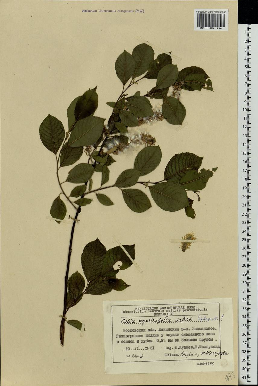 Salix myrsinifolia, Eastern Europe, Moscow region (E4a) (Russia)