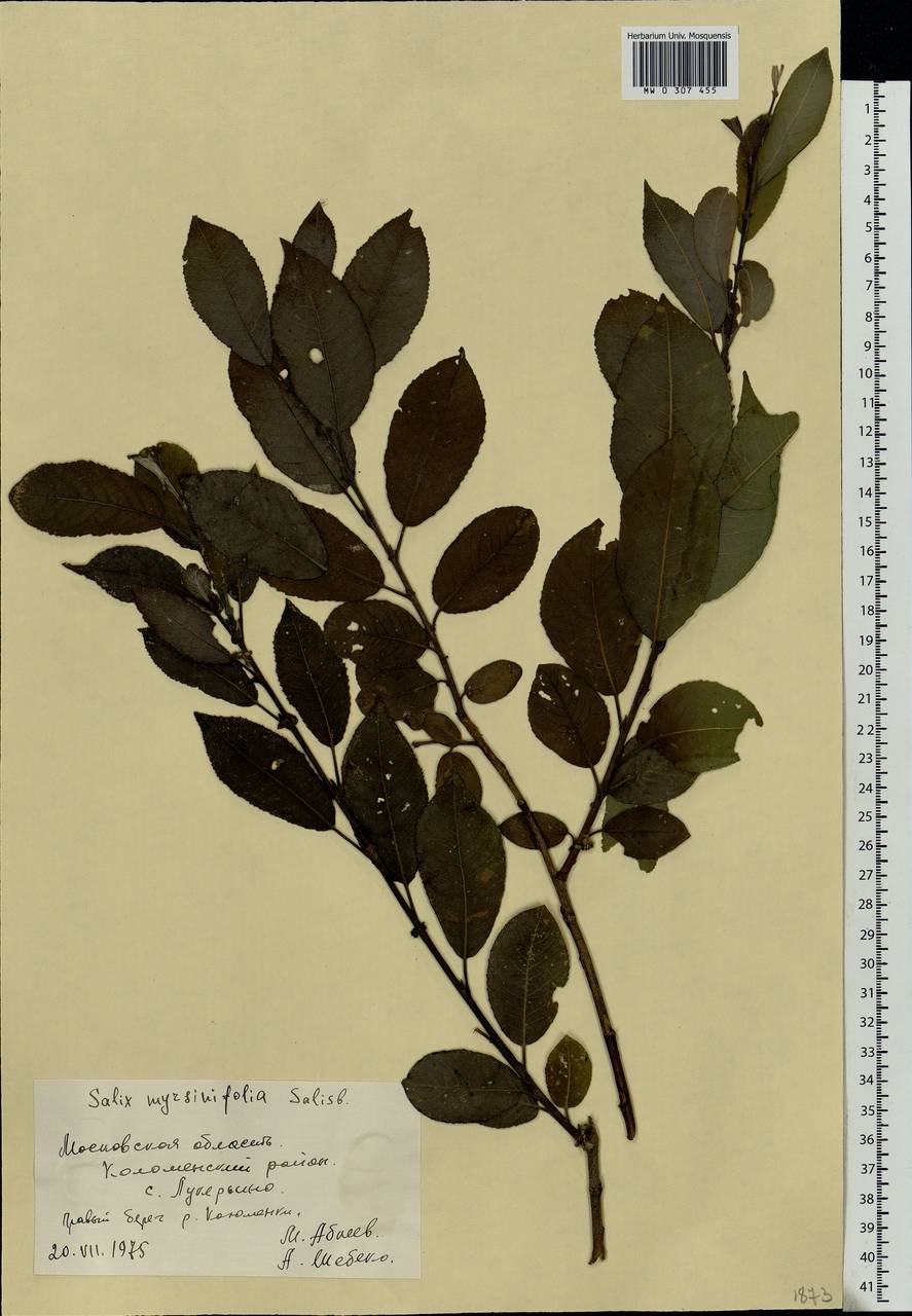 Salix myrsinifolia, Eastern Europe, Moscow region (E4a) (Russia)