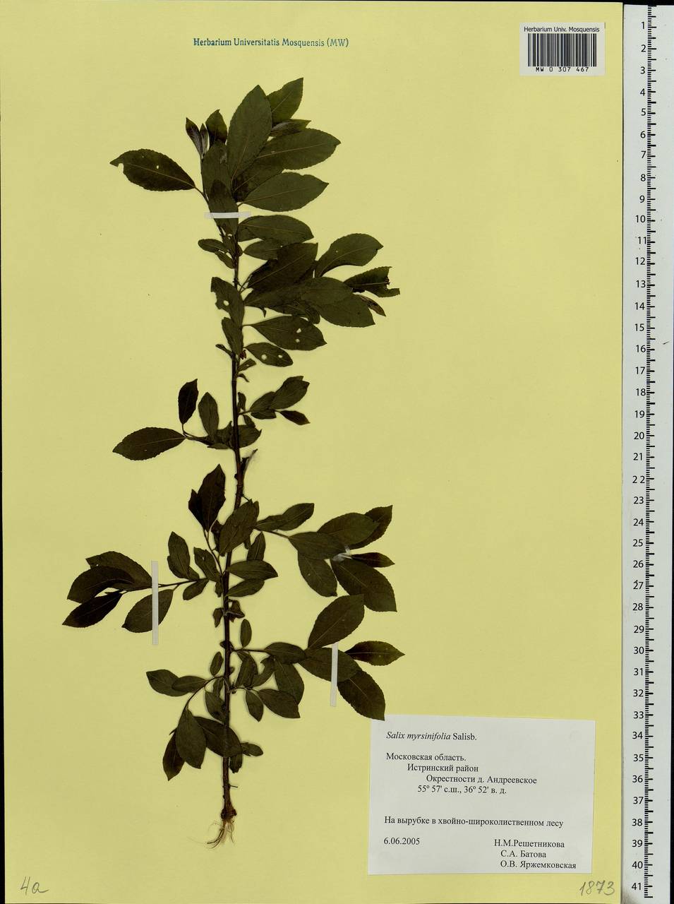 Salix myrsinifolia, Eastern Europe, Moscow region (E4a) (Russia)
