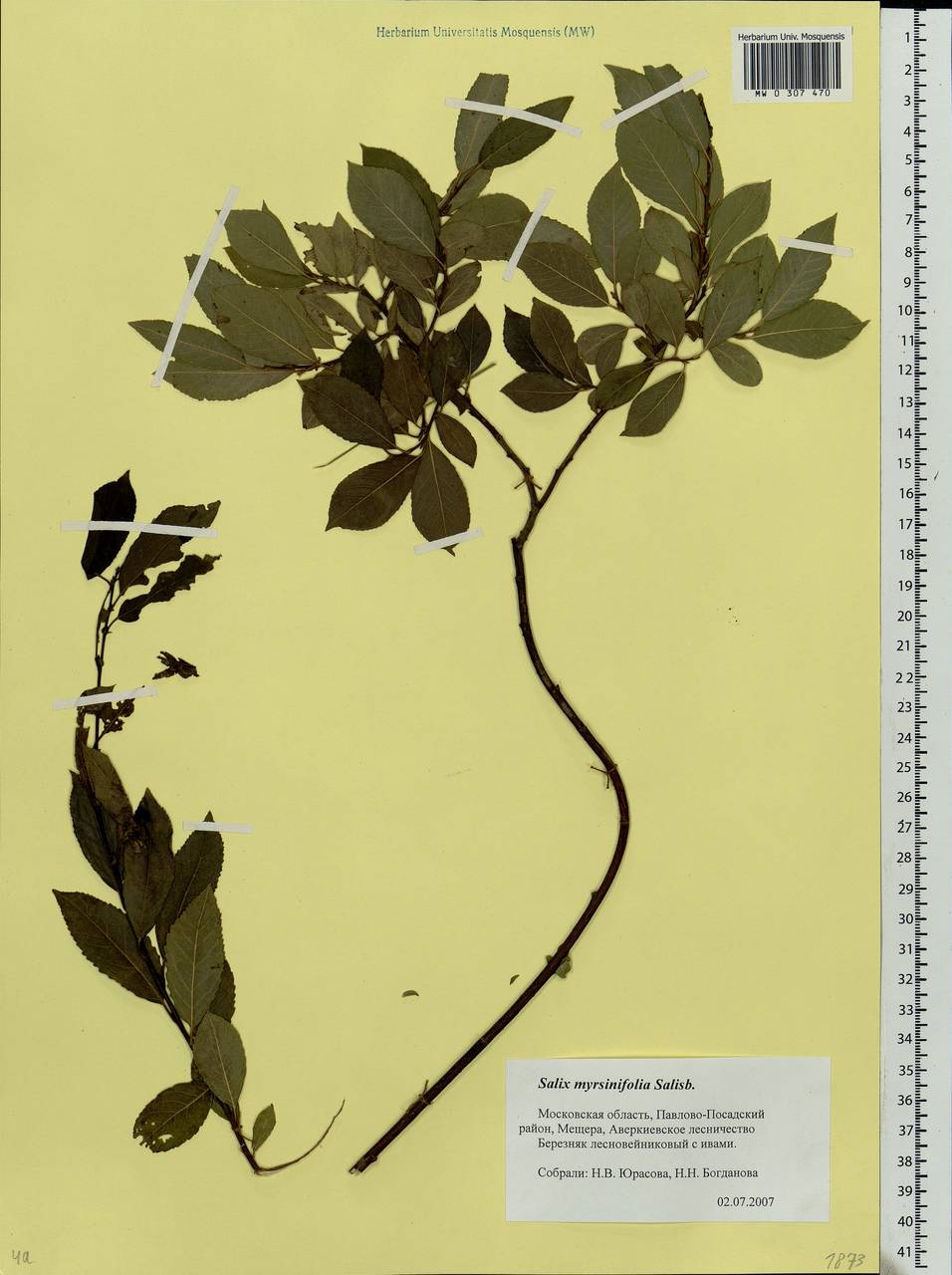 Salix myrsinifolia, Eastern Europe, Moscow region (E4a) (Russia)