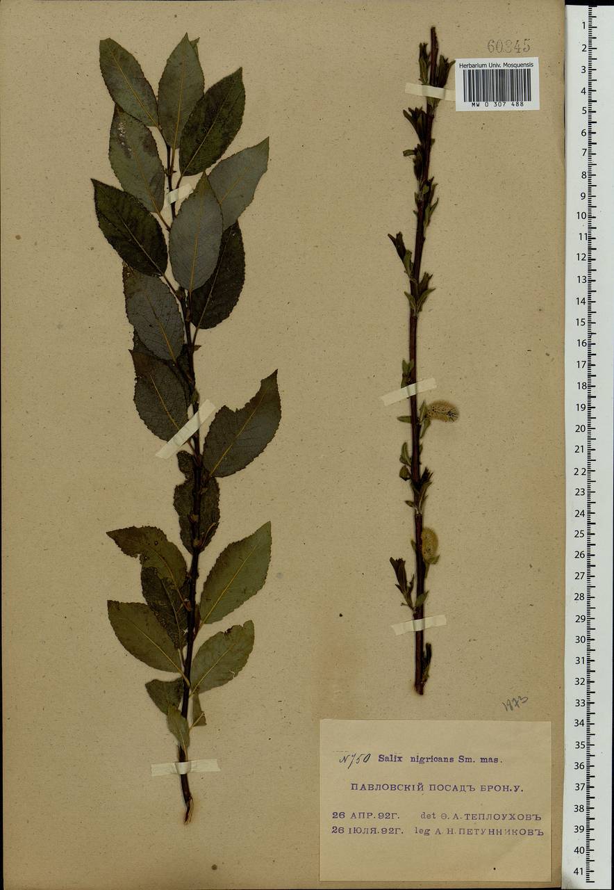 Salix myrsinifolia Salisb., Eastern Europe, Moscow region (E4a) (Russia)