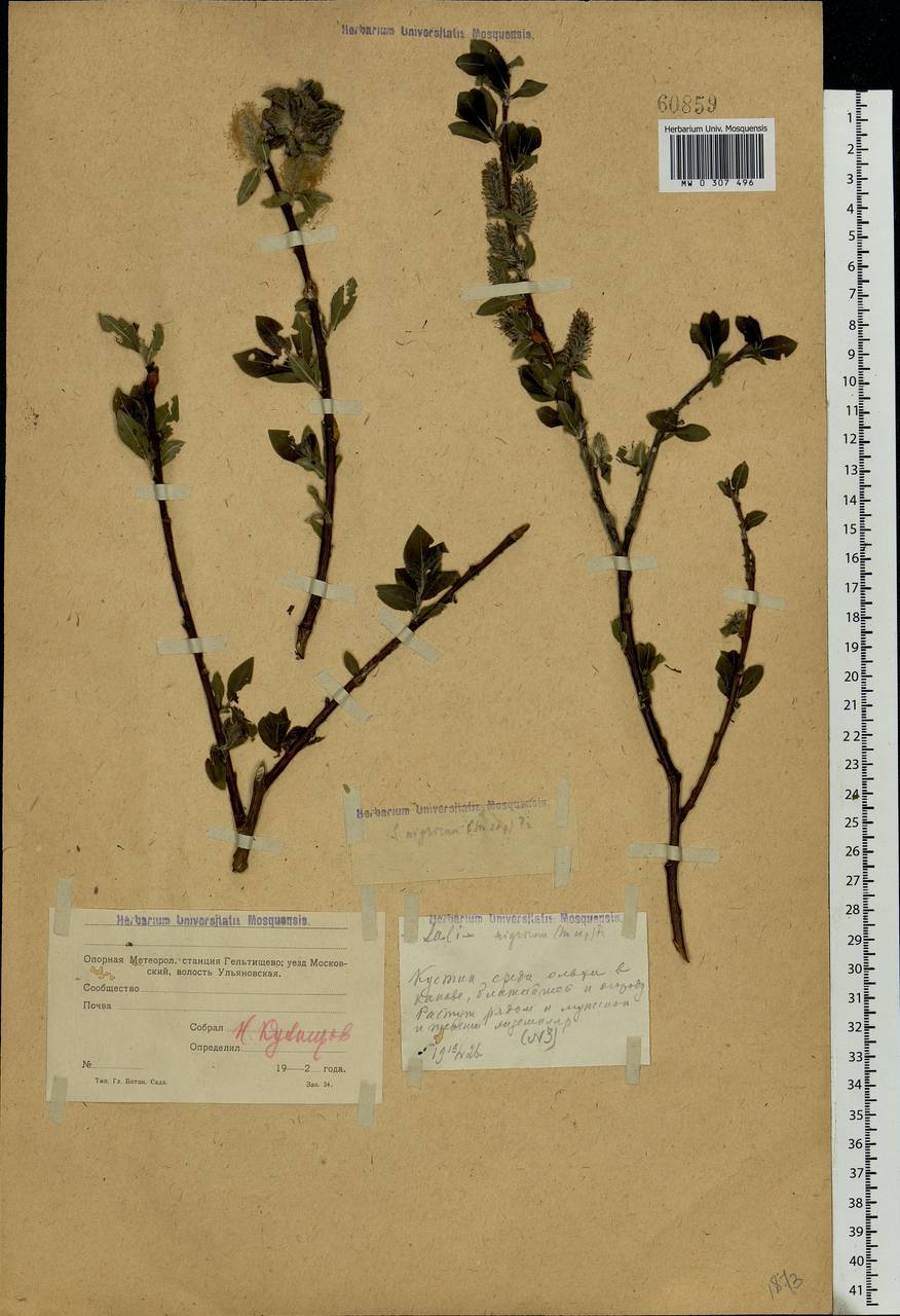 Salix myrsinifolia Salisb., Eastern Europe, Moscow region (E4a) (Russia)