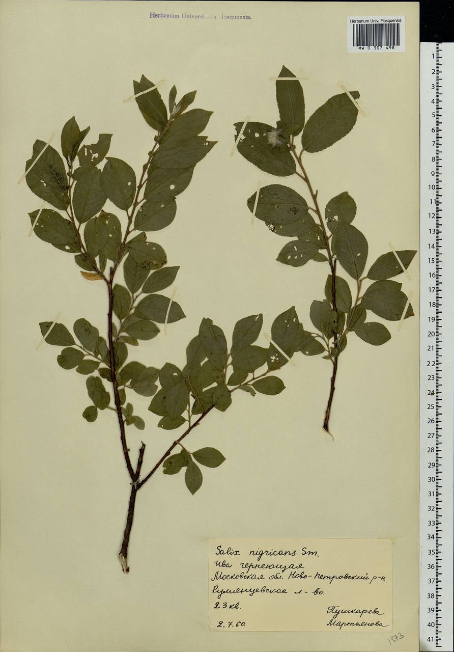Salix myrsinifolia Salisb., Eastern Europe, Moscow region (E4a) (Russia)