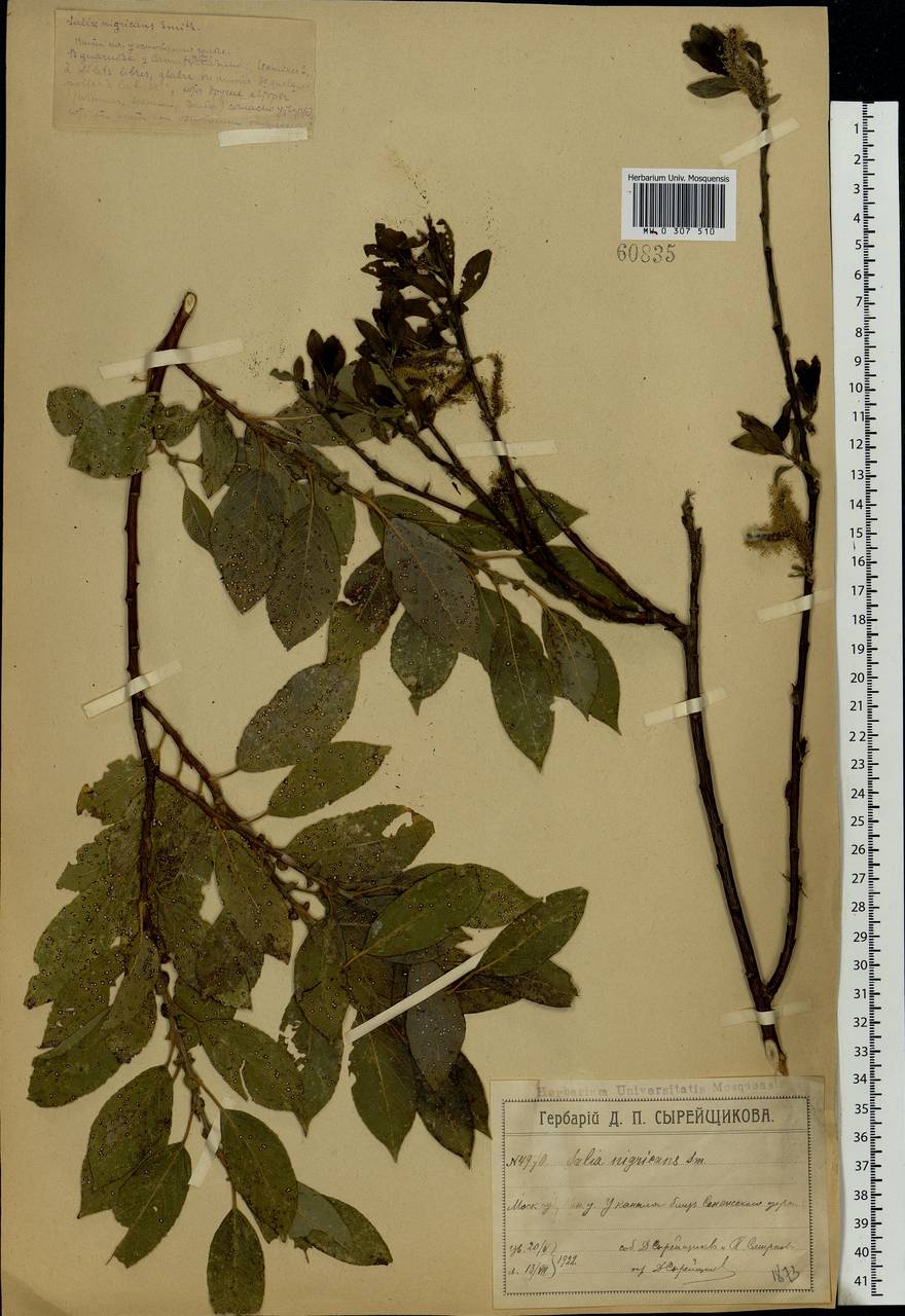 Salix myrsinifolia, Eastern Europe, Moscow region (E4a) (Russia)