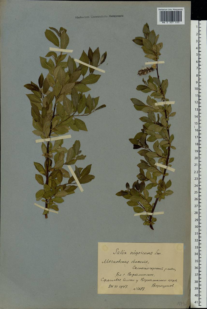 Salix myrsinifolia Salisb., Eastern Europe, Moscow region (E4a) (Russia)