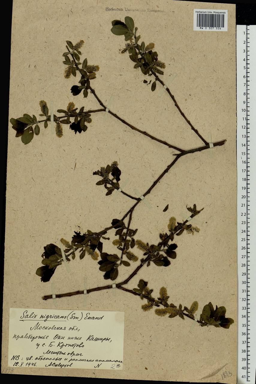 Salix myrsinifolia, Eastern Europe, Moscow region (E4a) (Russia)