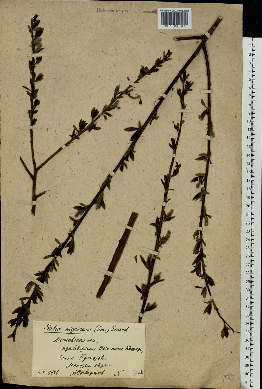 Salix myrsinifolia Salisb., Eastern Europe, Moscow region (E4a) (Russia)